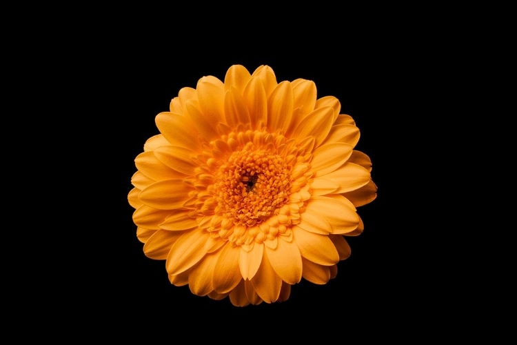 Picture of GERBERA GELB