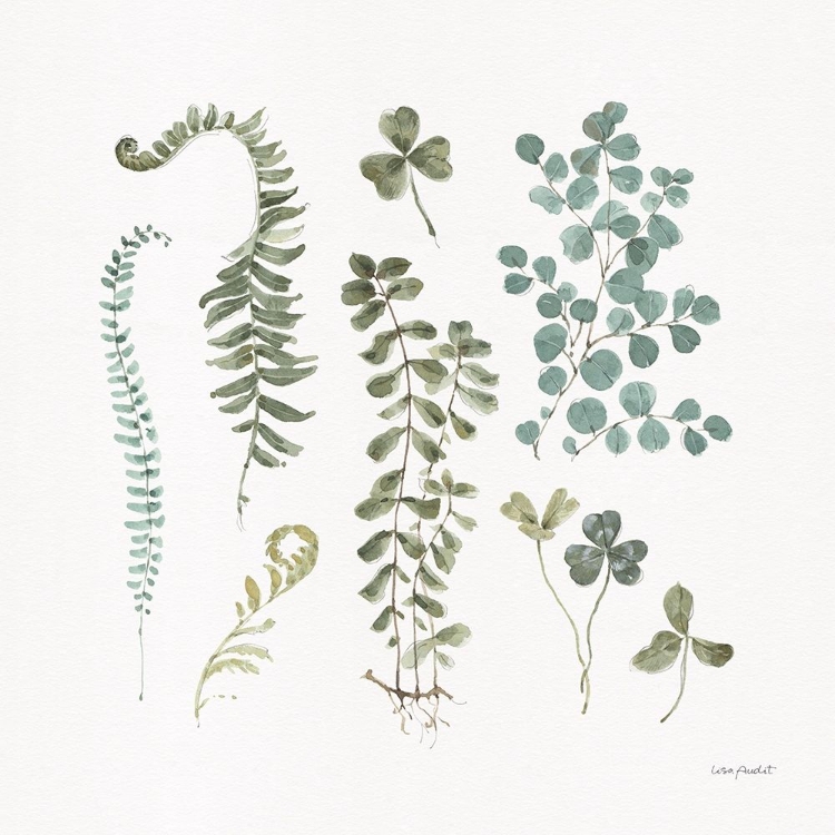 Picture of FERN STUDY 03