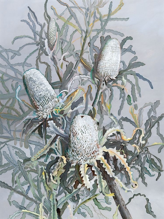 Picture of BANKSIA