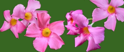 Picture of PINK FLOWERS ON GREEN