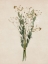 Picture of VINTAGE DRIED BUNCH I 