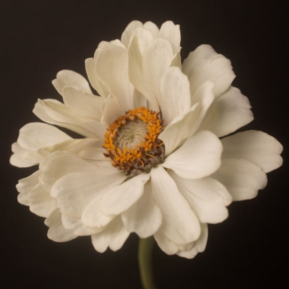 Picture of WHITE FLORAL PORTRAIT