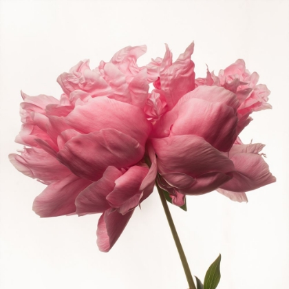 Picture of PORTRAIT OF A PEONY