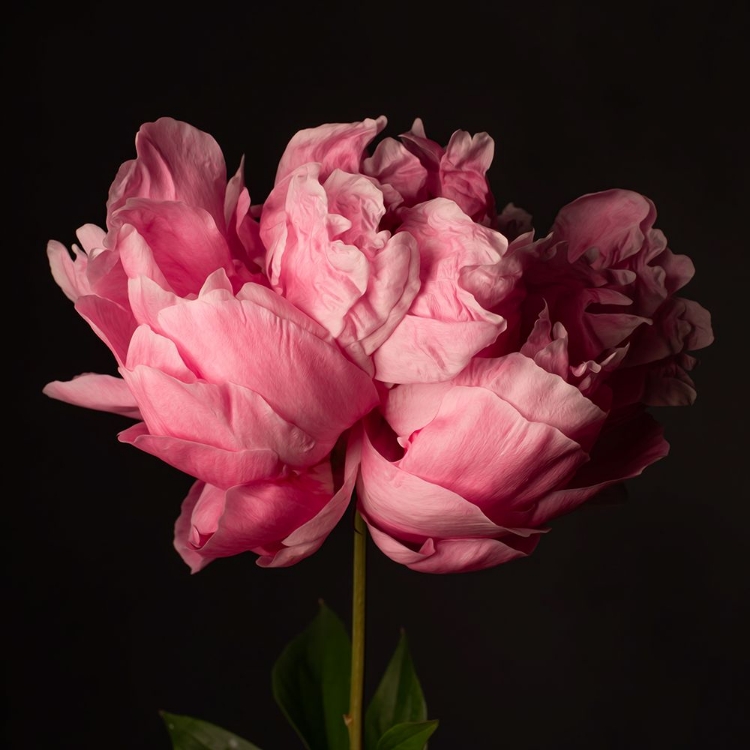 Picture of PERFECT PEONY