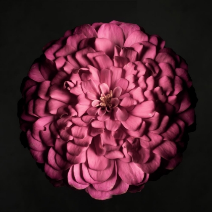 Picture of PORTRAIT OF A ZINNIA I