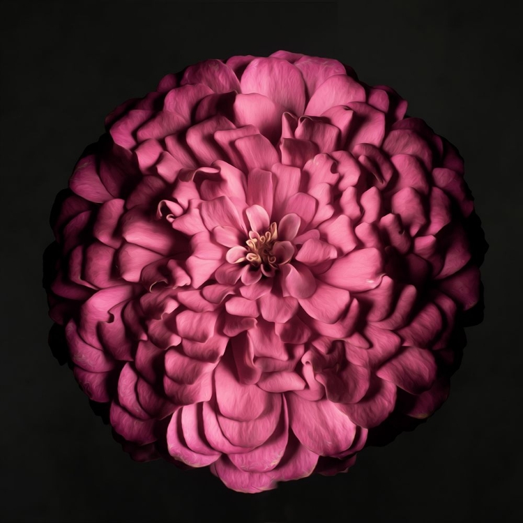 Picture of PORTRAIT OF A ZINNIA I