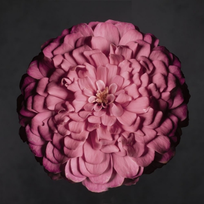 Picture of PORTRAIT OF A ZINNIA II