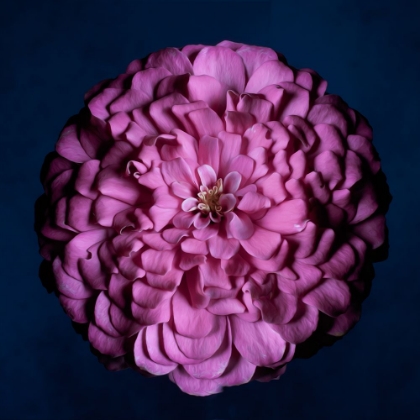 Picture of PORTRAIT OF A ZINNIA III