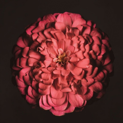 Picture of PORTRAIT OF A ZINNIA IV