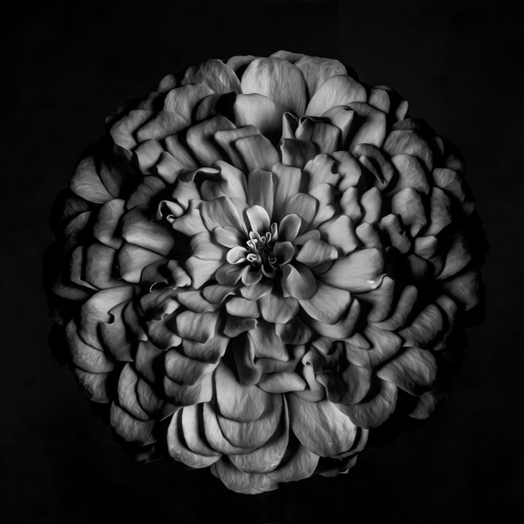 Picture of MONOCHROME PORTRAIT OF A ZINNIA