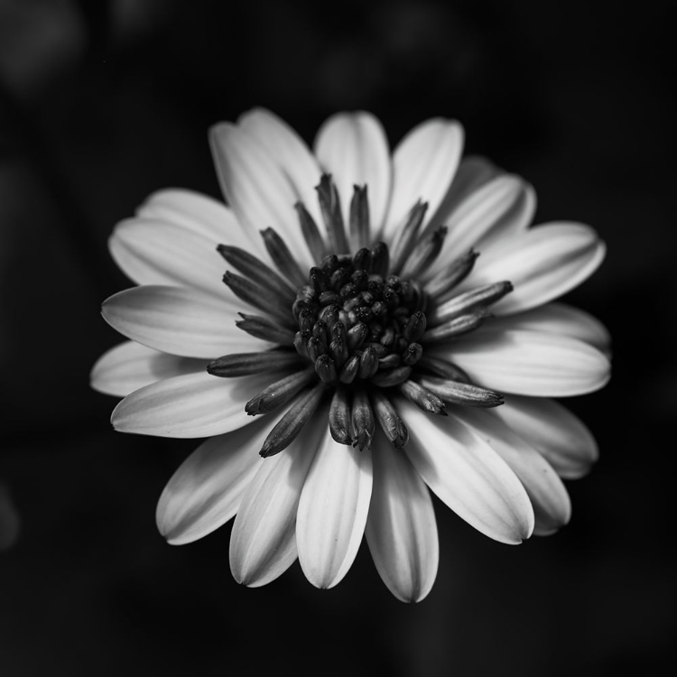 Picture of SUNNY BLOOM MONOCHROME