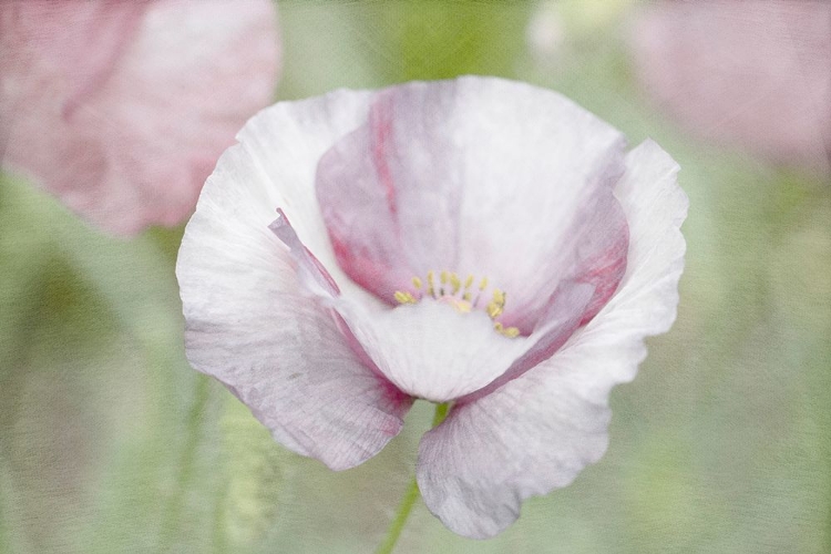 Picture of SOFT POPPY