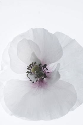 Picture of WHITE POPPY