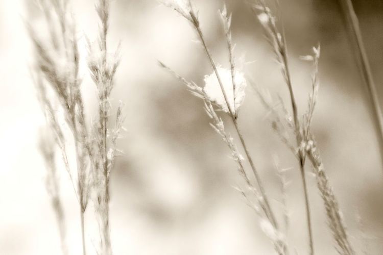 Picture of GRASS AT DAWN