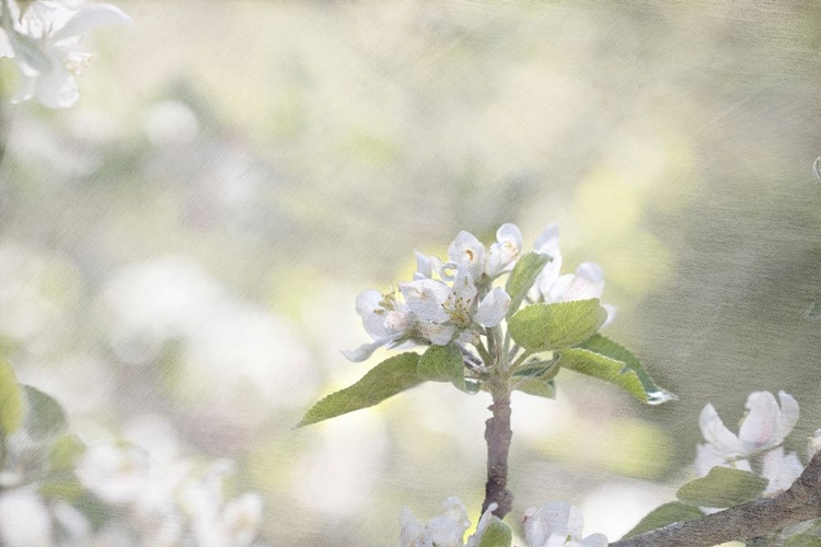 Picture of APPLE TREE