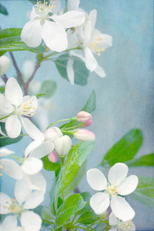 Picture of WHITE BLOSSOMS