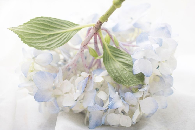 Picture of BLUE HYDRANGEA