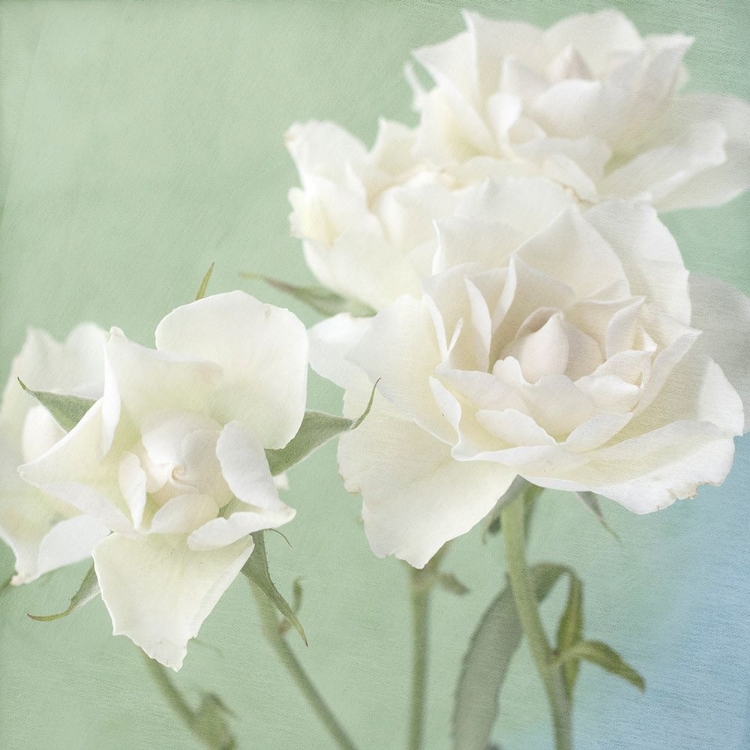 Picture of WHITE ROSE