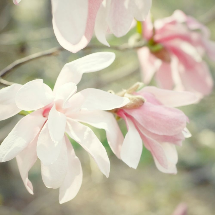 Picture of MAGNOLIAS