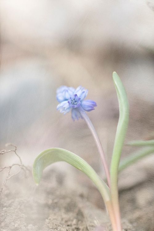 Picture of SPRING MORNING