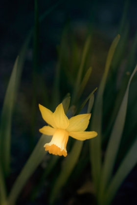 Picture of NARCISSUS