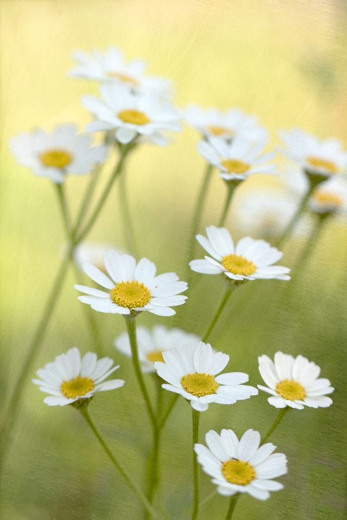 Picture of DAISIES