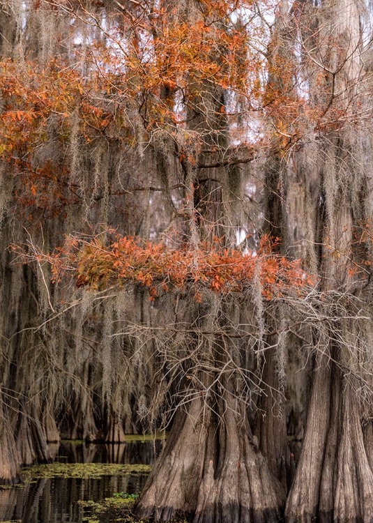 Picture of ON THE BAYOU IV