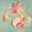 Picture of JEWEL ORCHIDS I