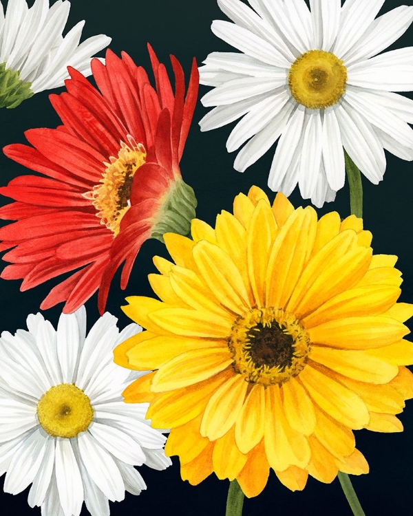 Picture of GERBERA DAISY II