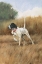 Picture of HUNTING DOG II