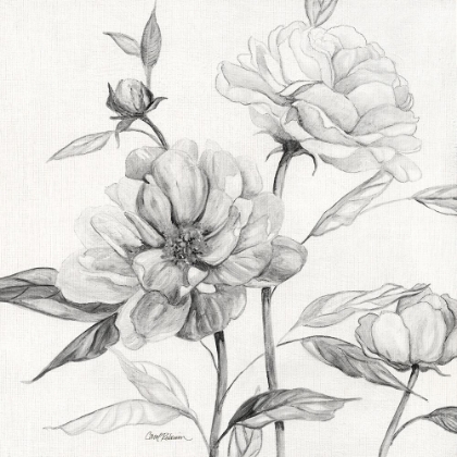 Picture of LINEN PEONY SKETCH I