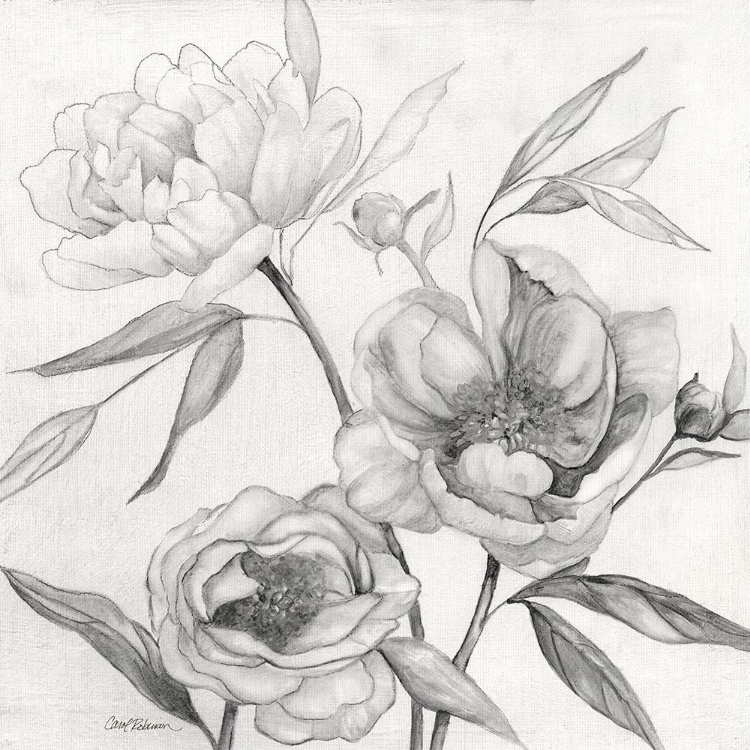 Picture of LINEN PEONY SKETCH II