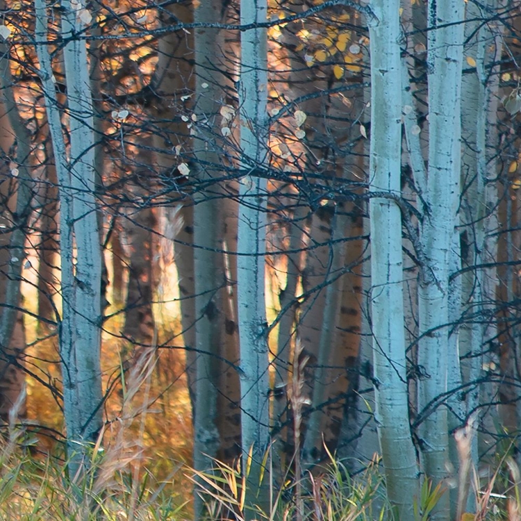 Picture of FALL BIRCH II