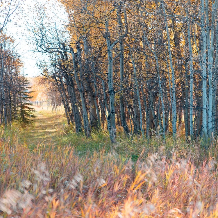 Picture of SUNLIT PATHWAY