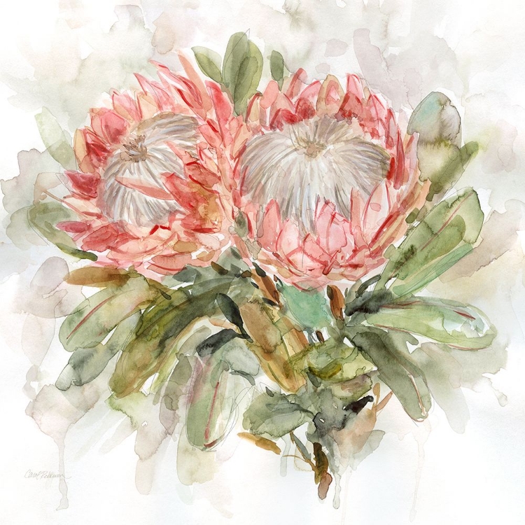 Picture of PALE PROTEA I