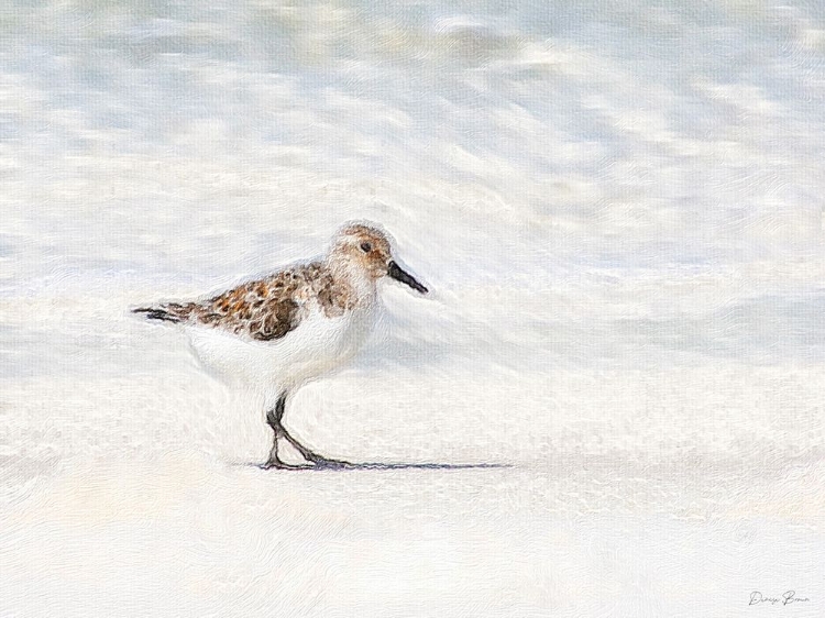 Picture of SANDPIPER