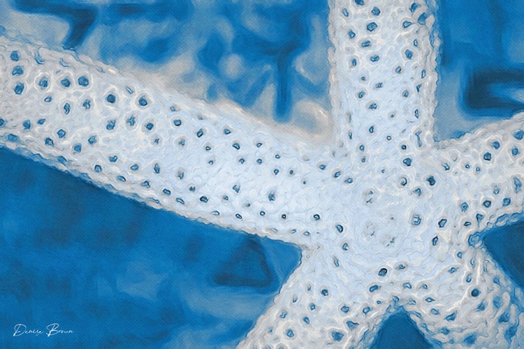 Picture of STAR FISH