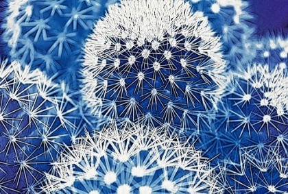 Picture of BLUE AND PRICKLY I