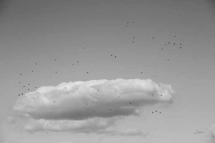 Picture of FLOCK IN FLIGHT