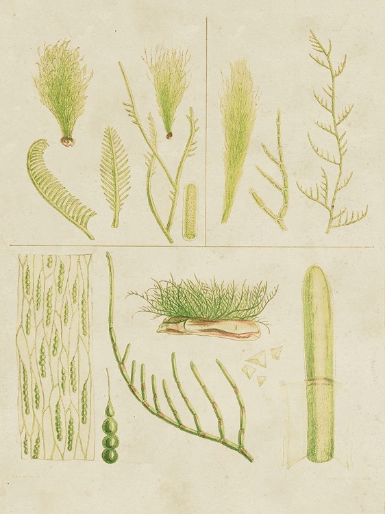 Picture of VINTAGE SEA GRASS VI