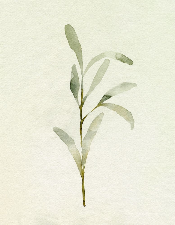 Picture of OLIVE LEAVES I