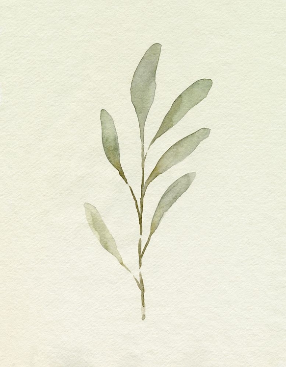 Picture of OLIVE LEAVES IV