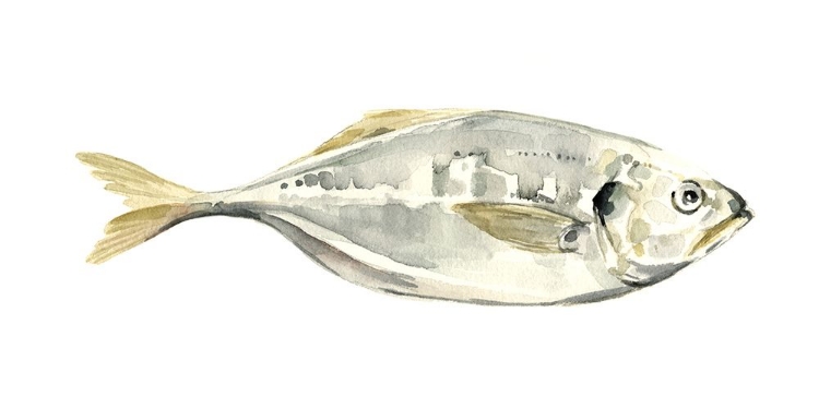 Picture of SILVER FISH III