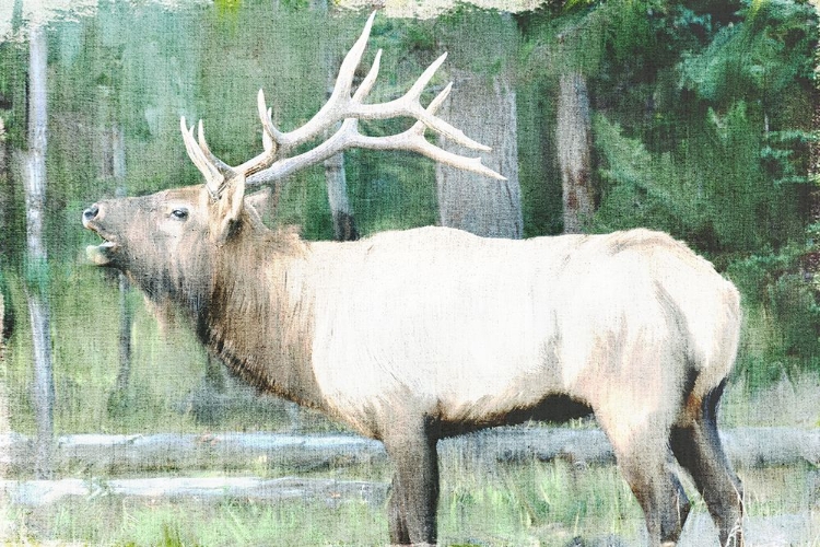 Picture of LINEN PRESSED ELK