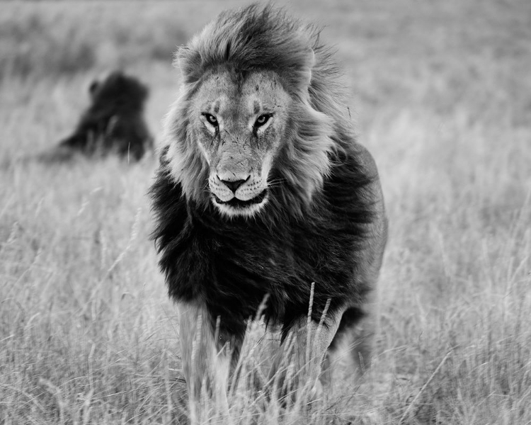 Picture of LIONS IN THE GRASS