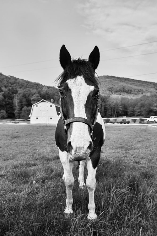 Picture of PAINTED HORSE