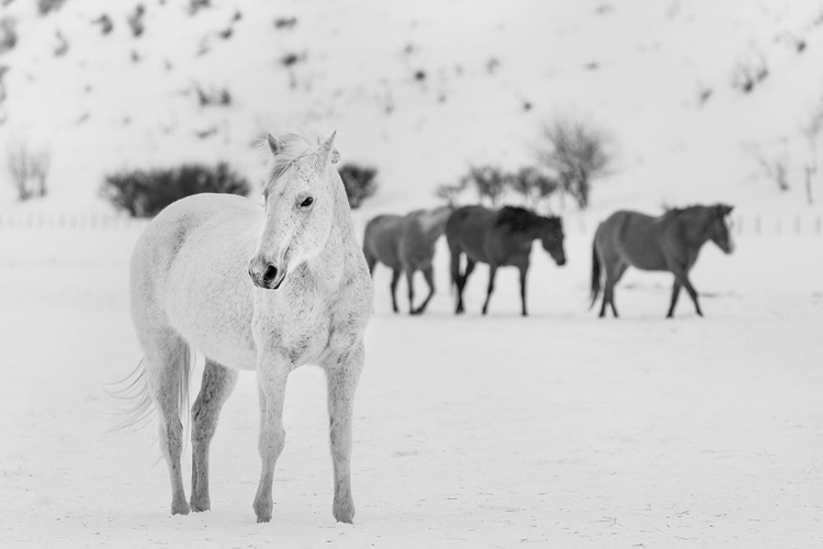 Picture of A MIXED HERD OF WILD AND DOMESTICATED HORSES