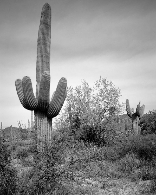 Picture of SAGUARO SENTINEL