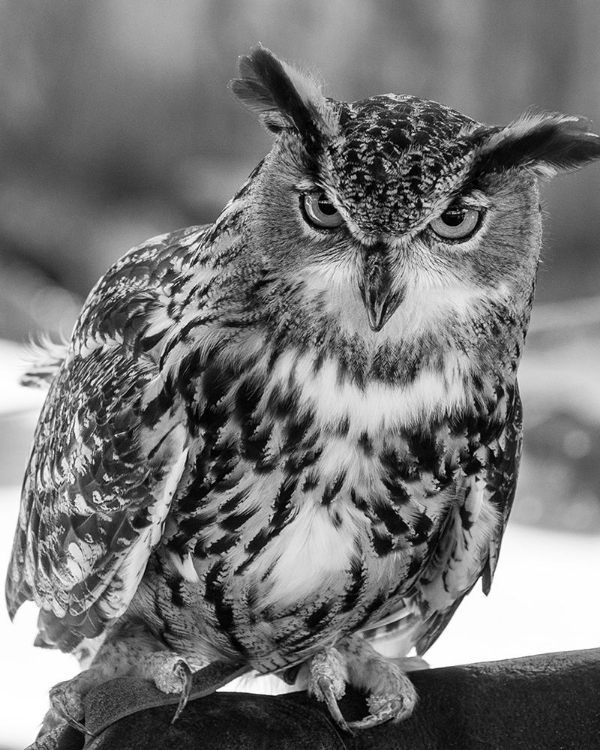 Picture of AN OWL AT THE ALLIGATOR ADVENTURE IN SOUTH CAROLINA