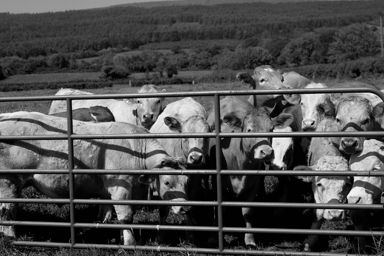 Picture of CURIOUS CATTLE